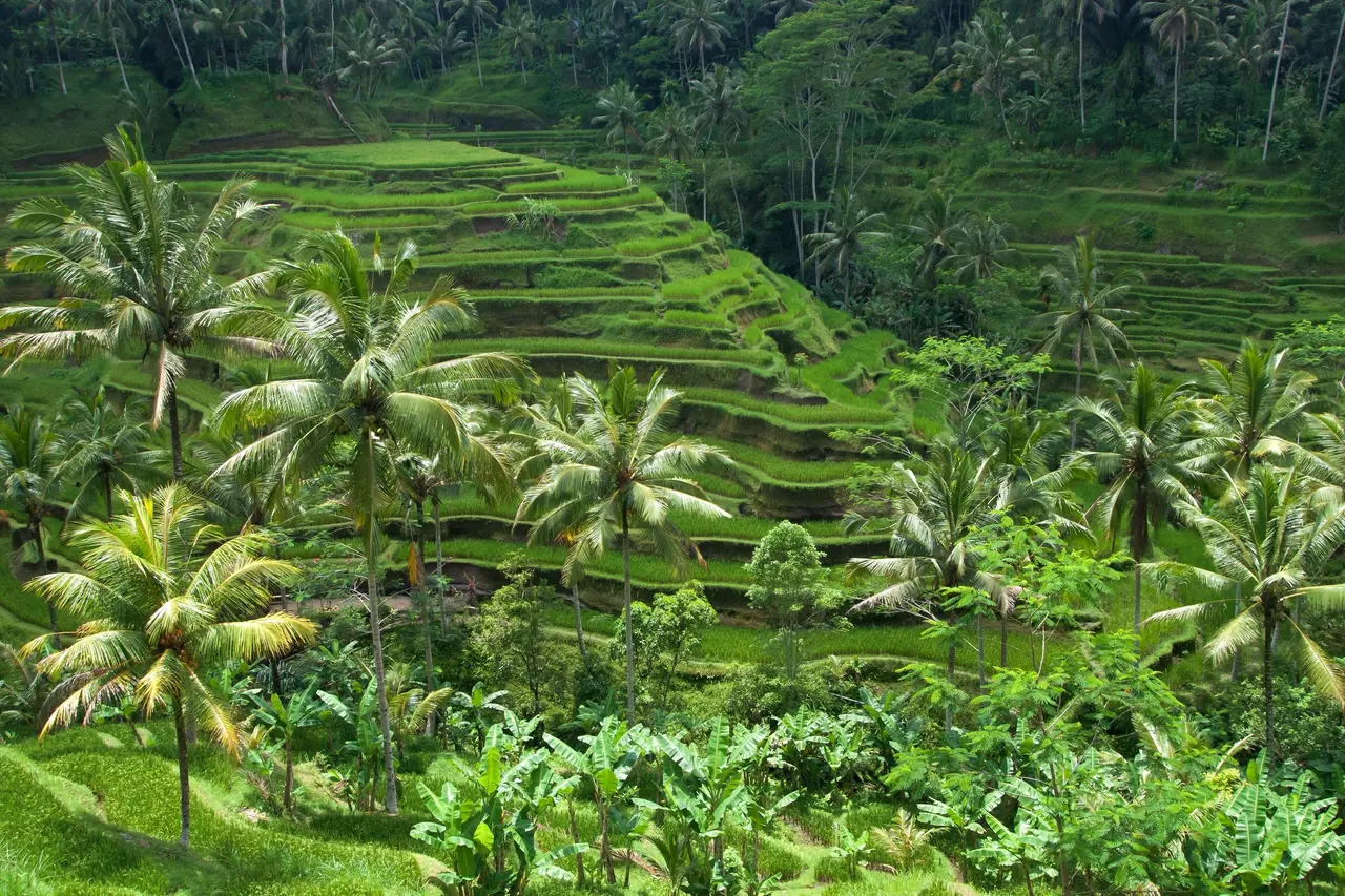 Palm-lined rice terraces at Tegallalang near Ubud