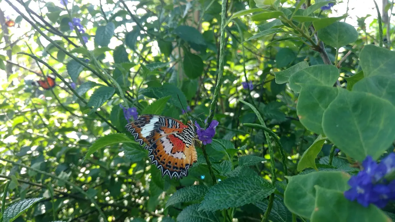 Butterfly Park, Bali