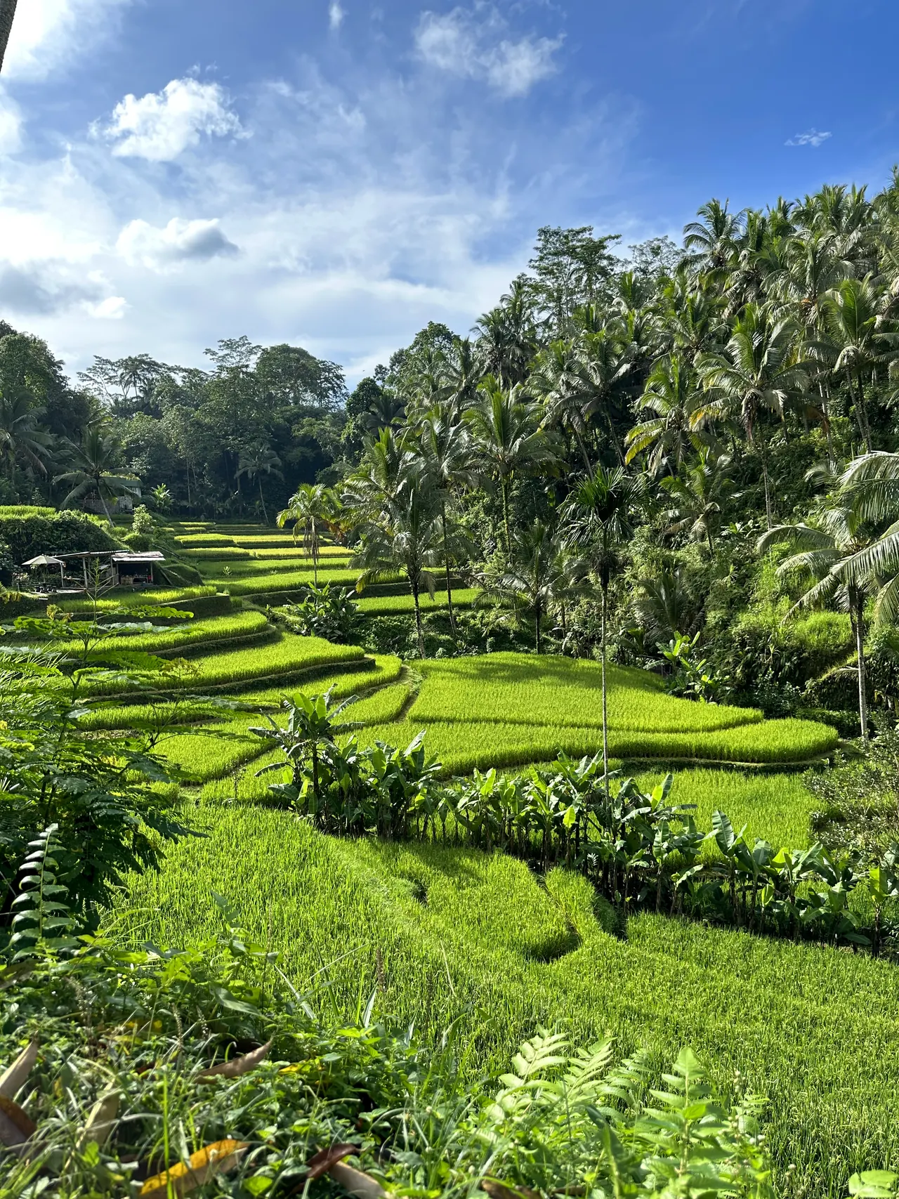 Stepped rice paddies below tall palms near Ubud